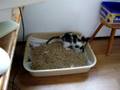 videos de Litter box.