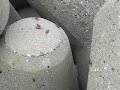 beach creepy crawlies