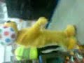 pudsy moonwalk