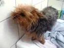 c zoe ki sor de la douche