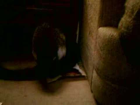 coatimundi putting perfume on tail