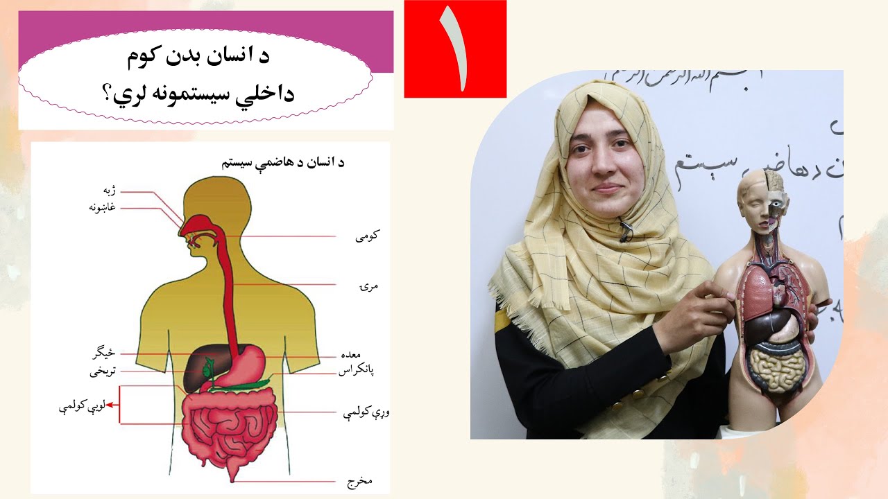 Class 6 - Science |internal systems of the human body - Lesson 1, اعضای داخلی انسان