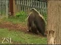 WildAbout: Anteaters!