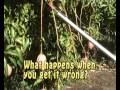 Correct use of a picking stick to pick mangoes