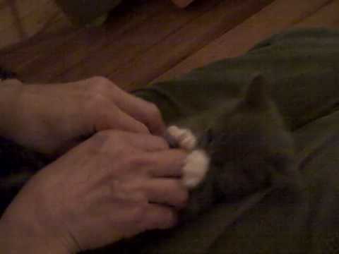 Cutest Kitty In The World – Tickle Kitty