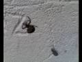 5 legged spider loses its dinner!