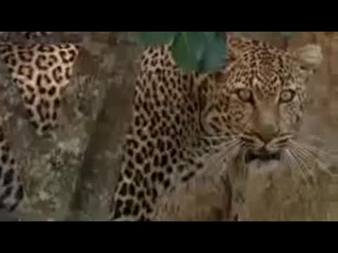 LEOPARD FIGHT