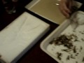 Aula de Entomologia II Aula de Entomologia II