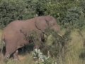 ELEFANTI - KRUGER NATIONAL PARK (SUDAFRICA)