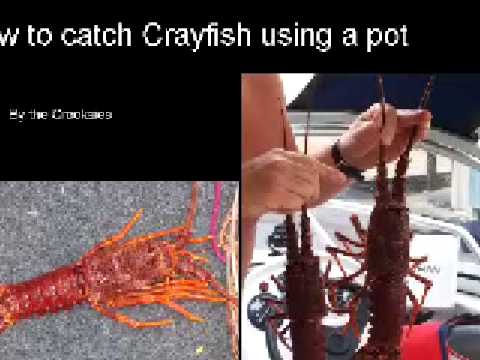 how to measure crayfish qld