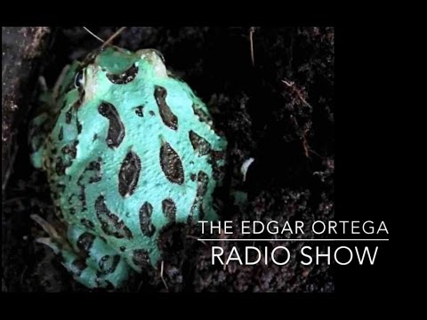 YouTube reptile video