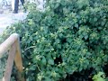 BOLOGNA GIARDINI MARGHERITA LO SCANDALO DEL LAGO