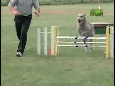 IRISH WOLFHOUND