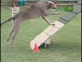 The Irish Wolfhound is best known for bringing down wolves in its homeland several centuries ago. The breed was so successful at the task, wolves are now extinct in Ireland. The same almost happened to the breed after its services were no longer needed.
