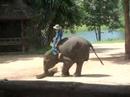 Elephant Show - Rolling Log Elephant Show - Rolling Log