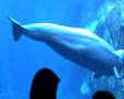 aquarium baleines