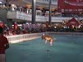 Dog Frisbee Elimination Booger 2008