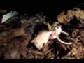 The Gaboon Viper and the Rhino Vipers The Gaboon Viper and the Rhino Vipers