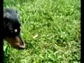 犬生初のカエルくんとの遭遇