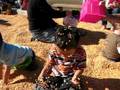 Pumpkin Patch - corn box III