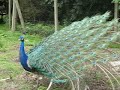 Peacock / Tavus Kuşu 1 Peacock / Tavus Kuşu 1