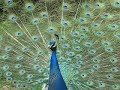 Peacock / Tavus Ku?u