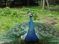 Peacock / Tavus Kuşu 3