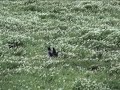 Puffin