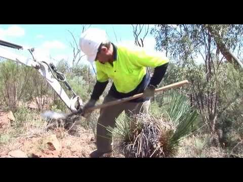how to transplant xanthorrhoea australis