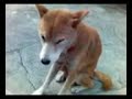 柴犬動画