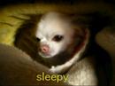My dog