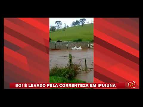 Boi é levado pela correnteza em Ipuiuna