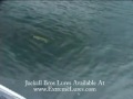 bass fishing w/ jackall soft plastics texas rigged style