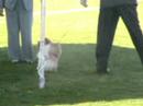 Champ - Open dog - 2