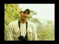 Resurreccion en la niebla - Loro Coroniazul Hapalopsittaca fuertesi