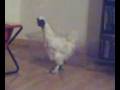 videos de WOODY ROOSTER