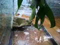 giant waxy monkey frog clutch hatching