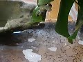 WE DID IT AGAIN!! Two years in a row now, we have successfully bred the Giant Waxy Monkey Tree Frog in captivity. Rainforestjunkys.com