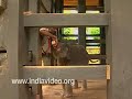 Feeding Baby Elephant Kodanad Elephant Training Centre Ernakulam