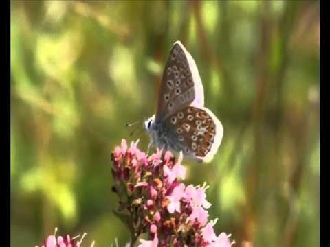 Enya - Pale Grass Blue
