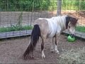 For Sale: 2yr. old AMHA/AMHR Miniature colt