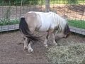 For Sale: 2yr. old AMHA/AMHR Miniature colt