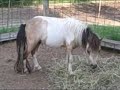 For Sale: 2yr. old AMHA/AMHR Miniature colt