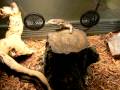 savannah monitor baby in cage savannah monitor baby in cage
