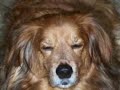 DOLLY PARDON SINGS I WILL ALWAYS LOVE YOU ...A MEMORIAL DOLLY PARDON SINGS I WILL ALWAYS LOVE YOU ...A MEMORIAL