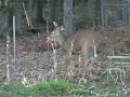Spike Horn Deer