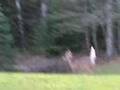 Spike Horn Deer
