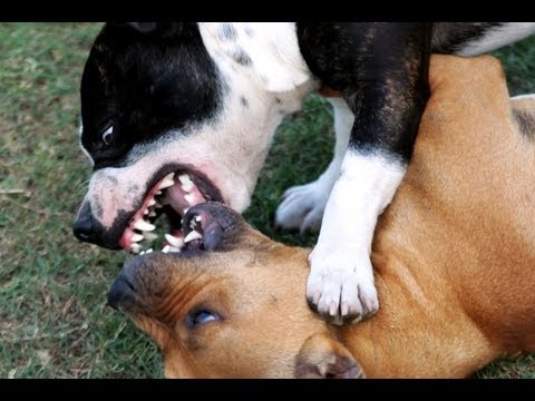 peleas de perros