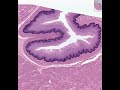 Shotgun Histology Esophagus Esophagus
