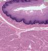 Shotgun Histology Esophagus